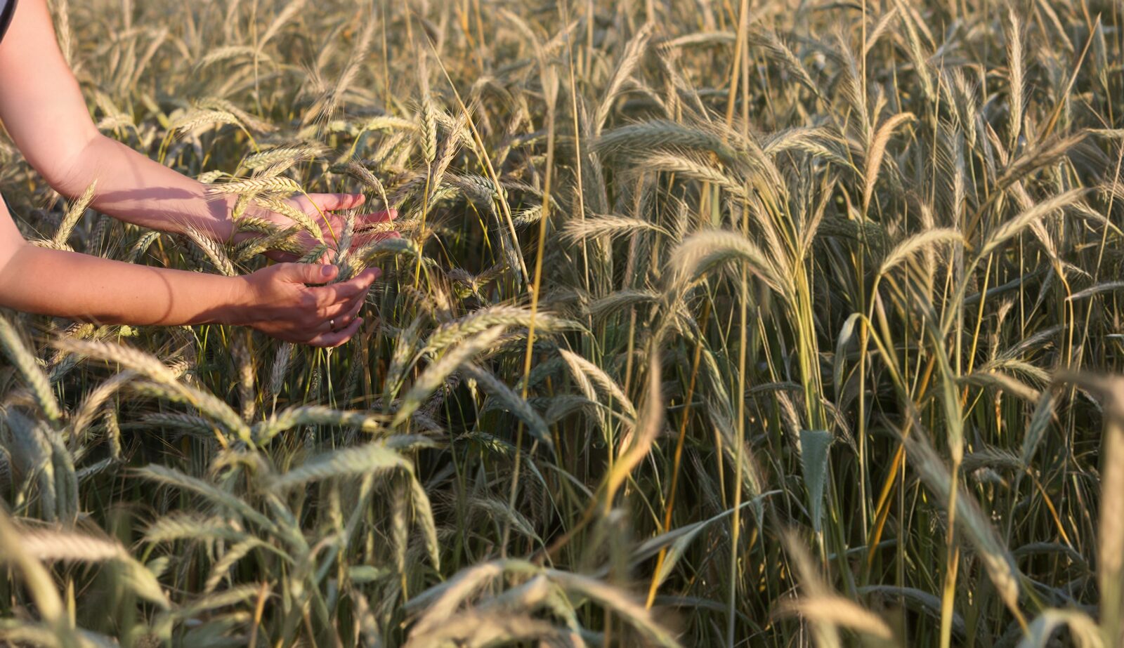 Mani che accarezzano le spighe in un campo di grano